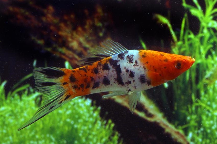 tricolor swordtail